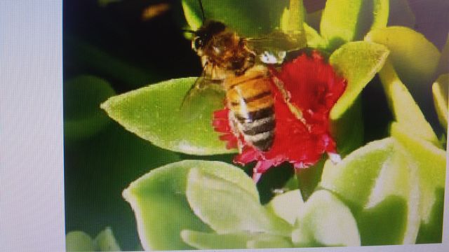ABEJITA EXTRAYENDO EL NECTAR DE LAS FLORES